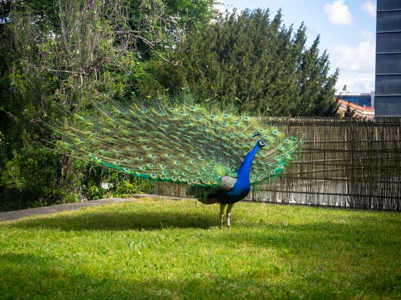 Un pavo real de los Jardines del Palacio de Cristal