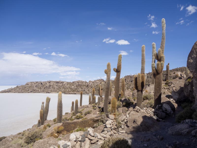 Isla Incahuasi, Salar de Uyuni