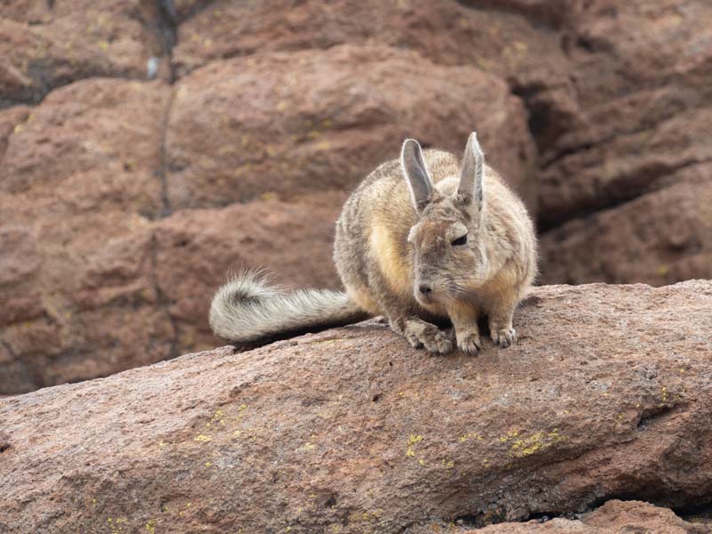 Vizcacha en libertad