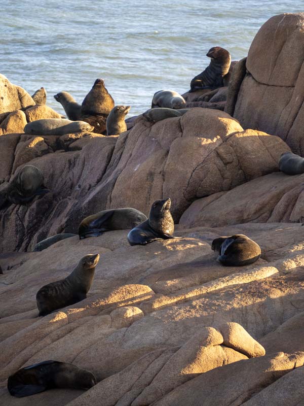 Lobos marinos Cabo Polonio