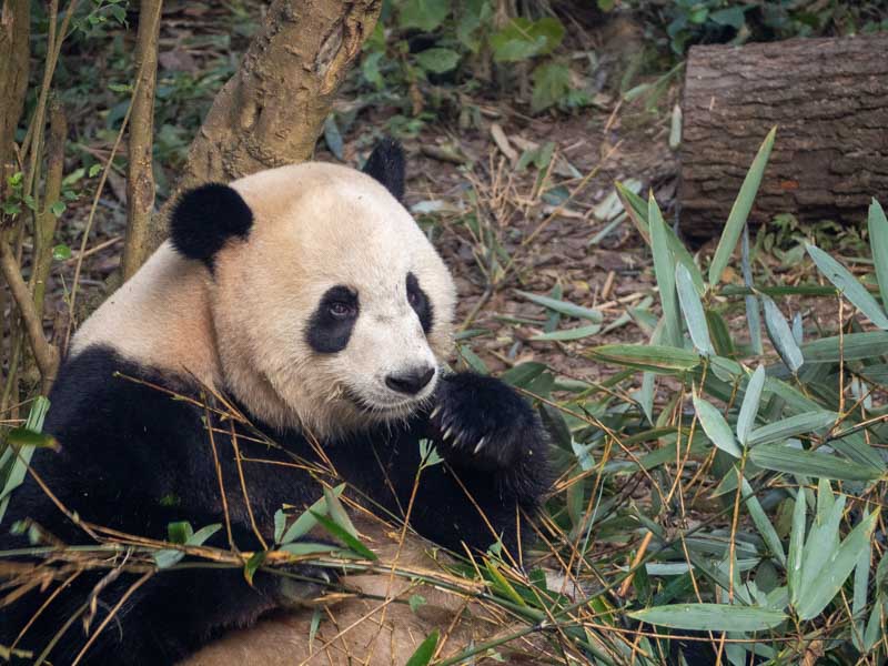 Chengdu Alojamiento céntrico