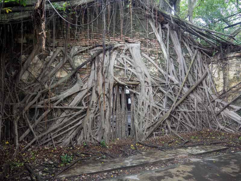 Anping Tree House