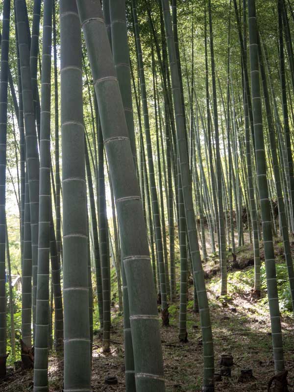 Bosque de Bambú de Arashiyama