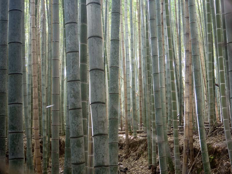 Arashiyama Bamboo Grove