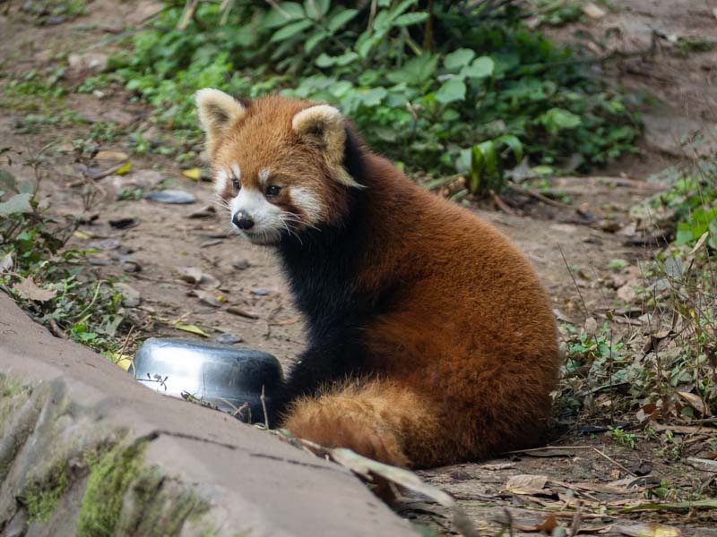 Panda rojo