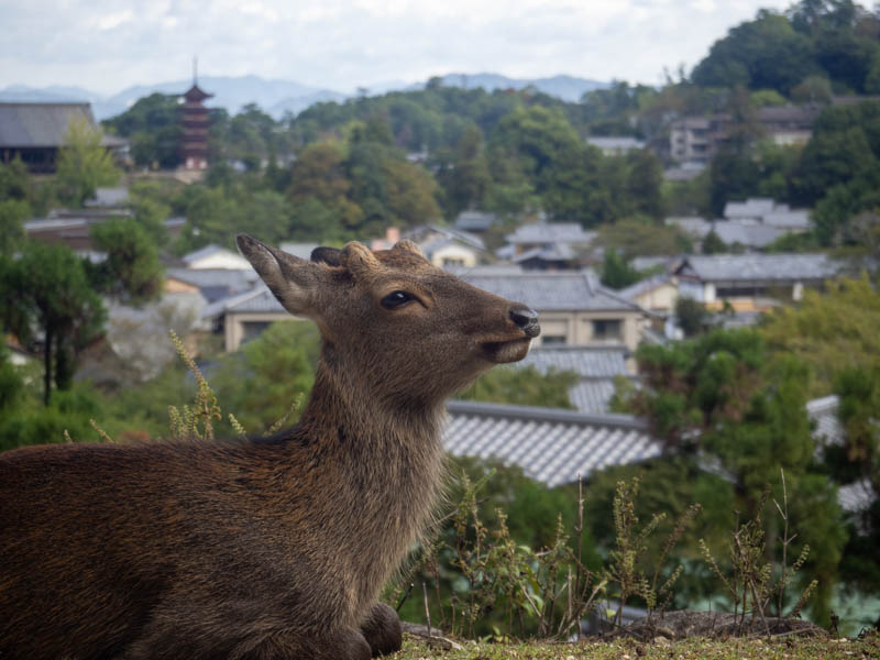 Ciervo en Miyajima