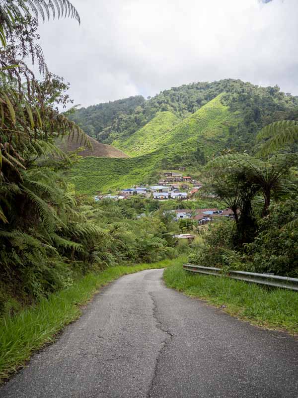 Senderismo en Cameron Highlands