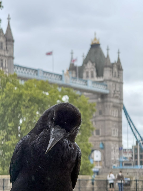 Los cuervos de la Torre de Londres