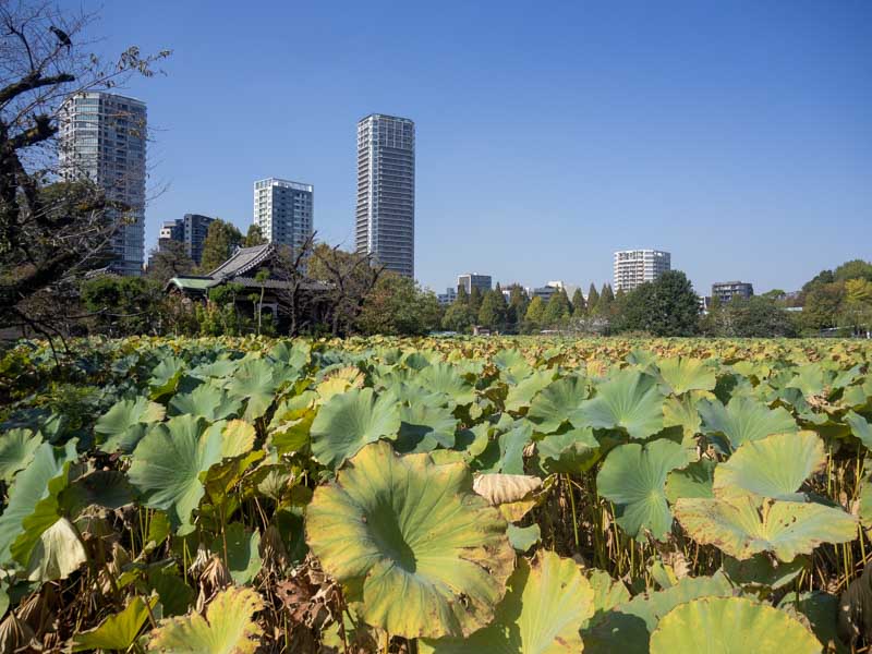 Parque Ueno, Tokio