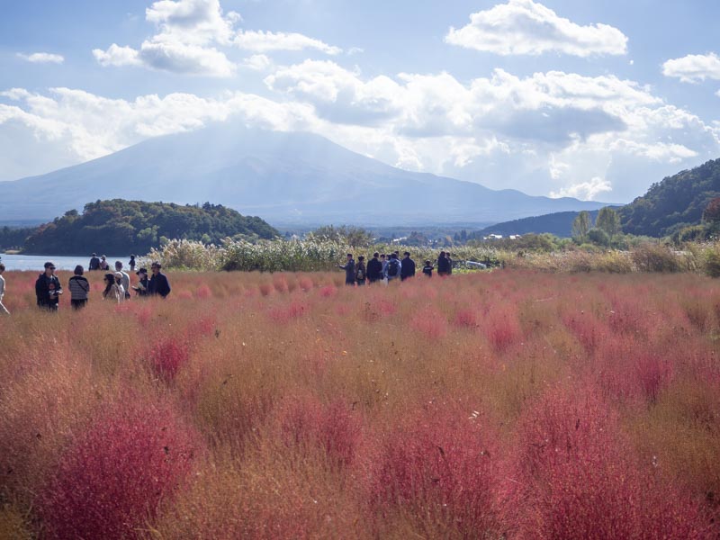 Parque de Oishi