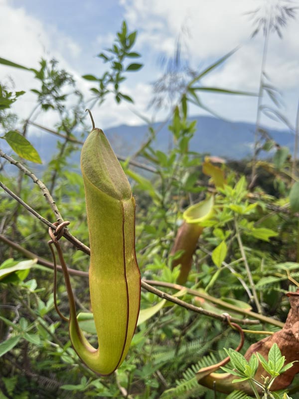 Cameron Highlands: planta carnívora
