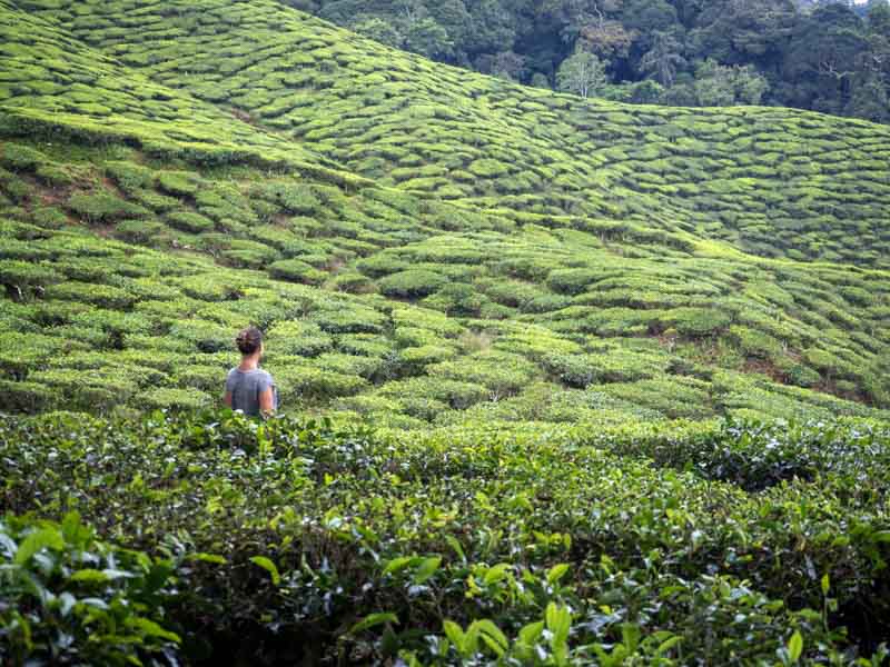Qué hacer Cameron Highlands