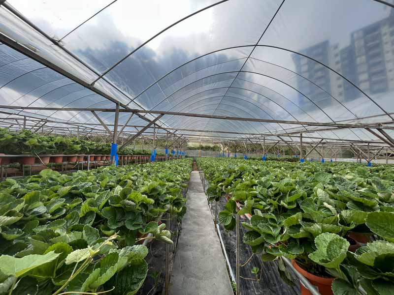 Big Red Strawberry Farm