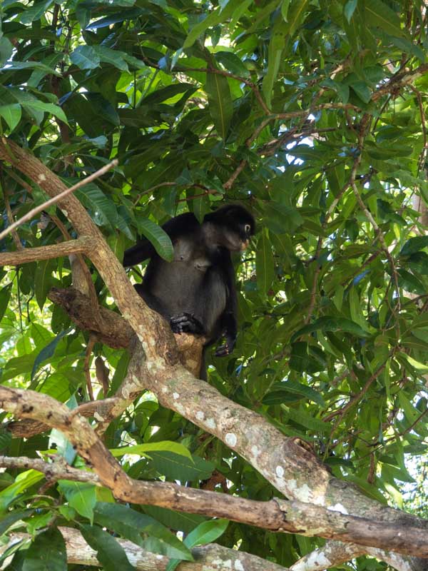 Monos Islas Perhentian