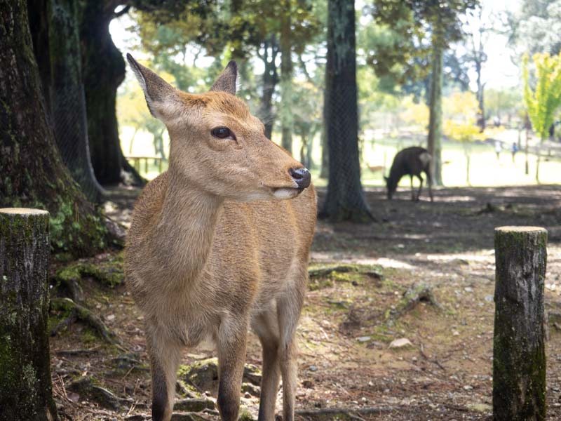 Parque de Nara ciervos sika