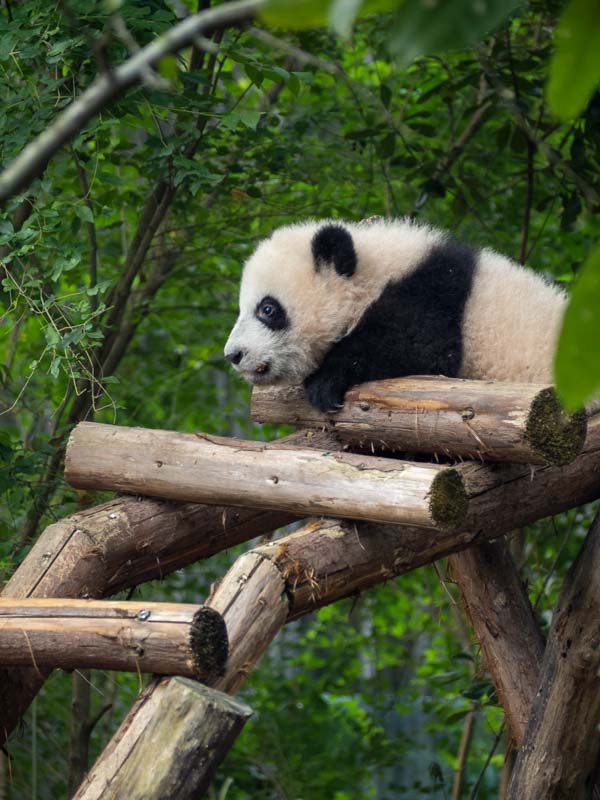 Chengdu en 2 días