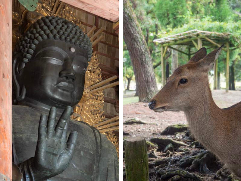 Visita a Nara desde Kioto en Japon